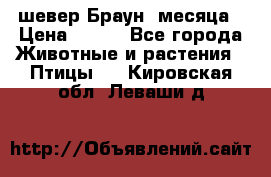 шевер Браун 2месяца › Цена ­ 200 - Все города Животные и растения » Птицы   . Кировская обл.,Леваши д.